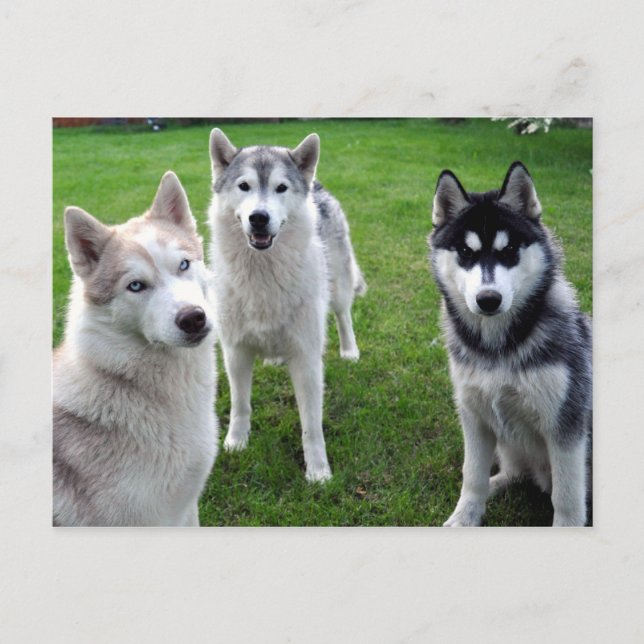 dreierlei postcard (Front)