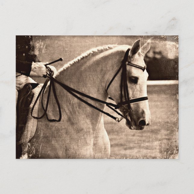 Dressage Grunge Postcard (Front)