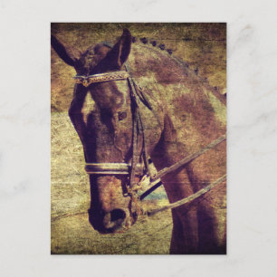 Dressage Postcard