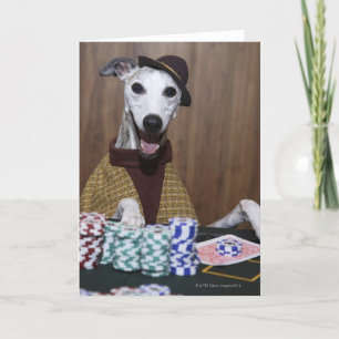 Dressed up Whippet dog at gambling table Card