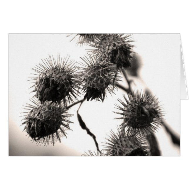 Dried burdock (Front Horizontal)