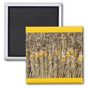 Dried Corn Stalk Decorations Magnet