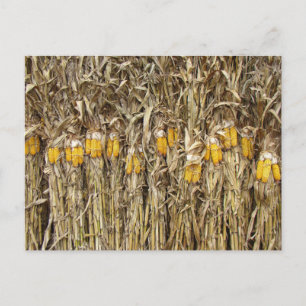 Dried Corn Stalk Decorations Postcard