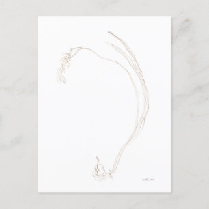 Dried freesia 2  postcard
