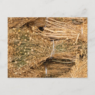 Dried Harmal Postcard