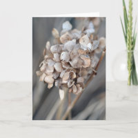 Dried Hydrangea | Nature Photography Blank