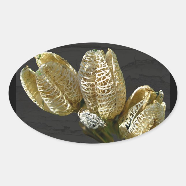 Dried Lily Seed Pods Oval Sticker (Front)