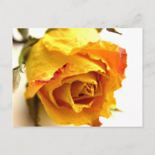 Dried Rose Postcard