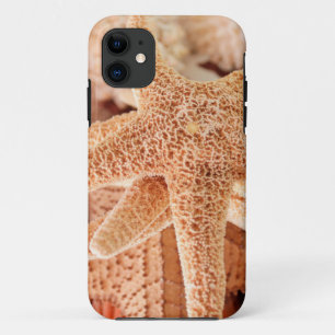 Dried sea stars sold as souvenirs 2 Case-Mate iPhone case