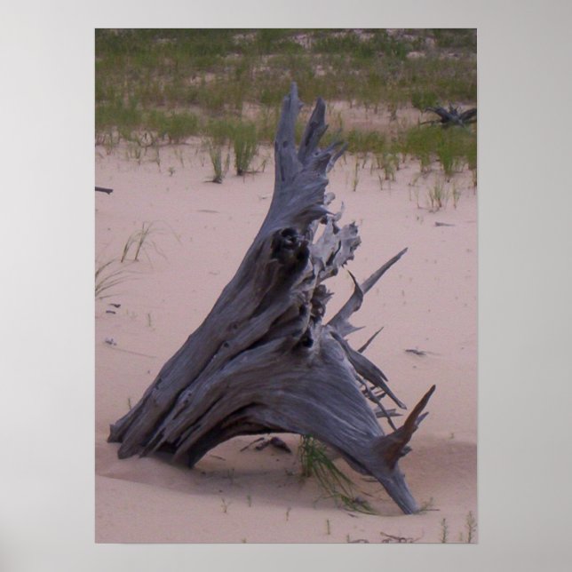 Drift Wood Poster (Front)