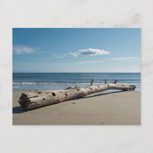 Driftwood Beach Holiday Postcard