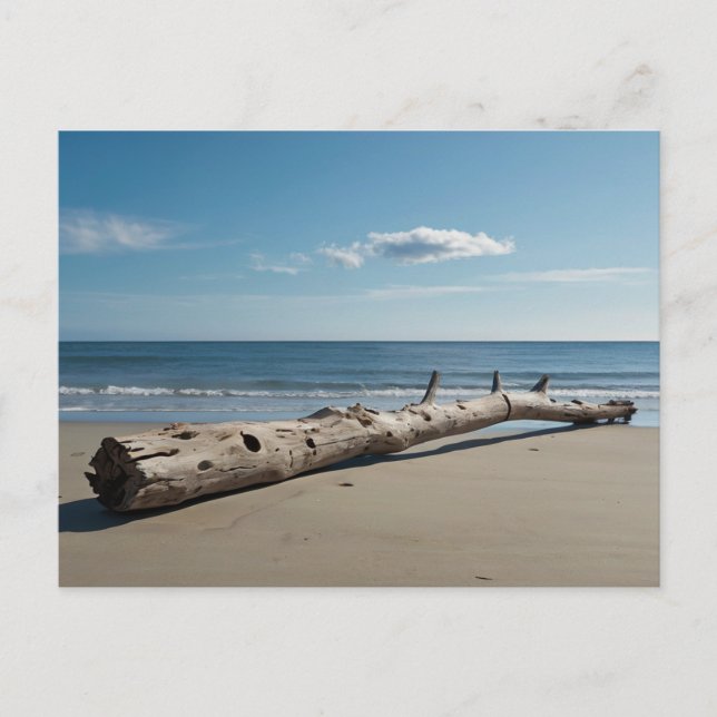 Driftwood Beach Holiday Postcard (Front)