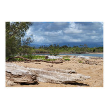 Driftwood Beach Scene