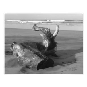 Driftwood Log Costa Rica Beach Photo Print