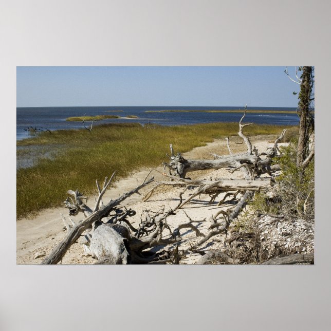 Driftwood on the Beach Poster (Front)