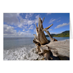 Driftwood On The Shoreline Of French Beach
