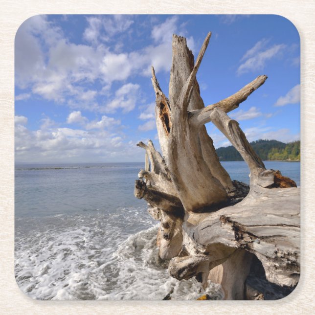 Driftwood On The Shoreline Of French Beach Square Paper Coaster (Front)