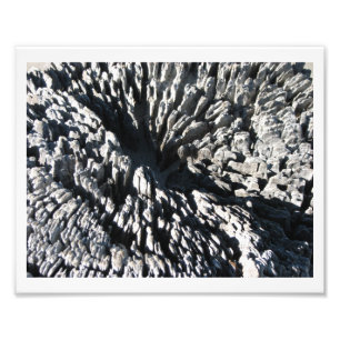 Driftwood Photo Print