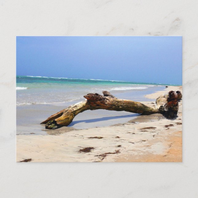 Driftwood Postcard (Front)