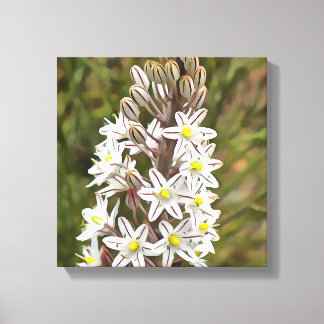 Drimia Maritima Or Island Onion Art Canvas Print