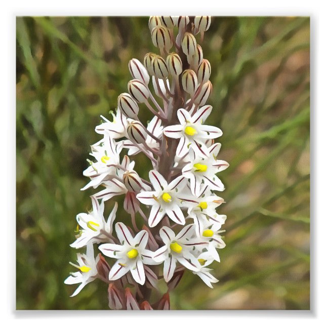 Drimia Maritima Or Island Onion Art Photo Print (Front)