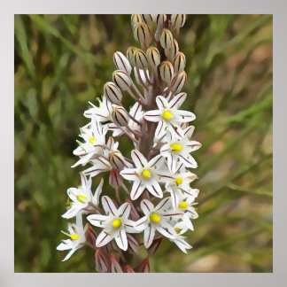 Drimia Maritima Or Island Onion Art Poster