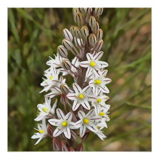 Drimia Maritima Or Island Onion Art Poster