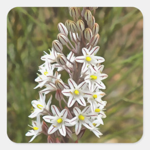Drimia Maritima Or Island Onion Art Square Sticker