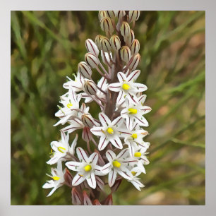 Drimia Maritima Poster