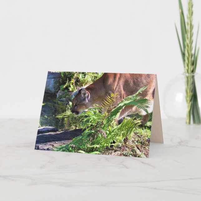 Drinking Cougar / Florida Panther Greeting Card (Front)