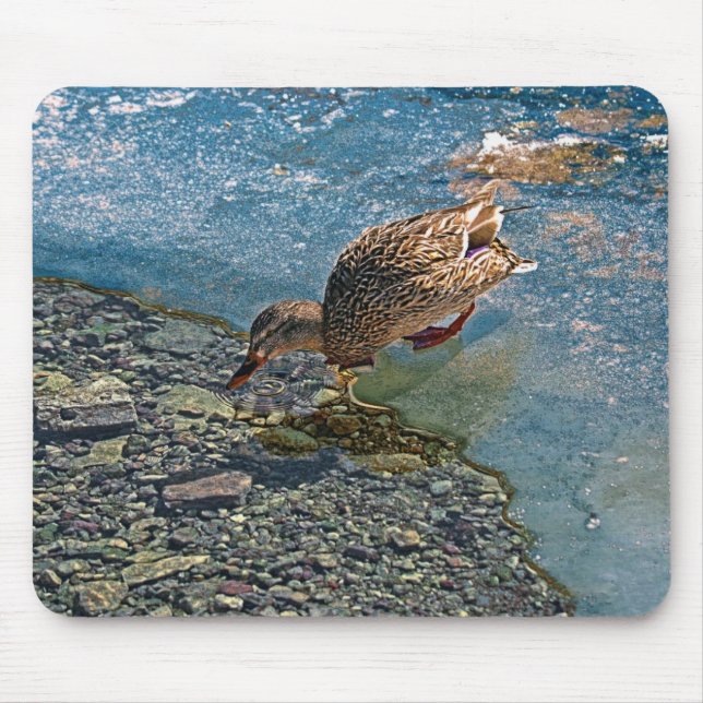 Drinking Female Mallard Duck Birdlover Wildlife Mouse Pad (Front)