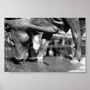 Drinking Longhorn Poster