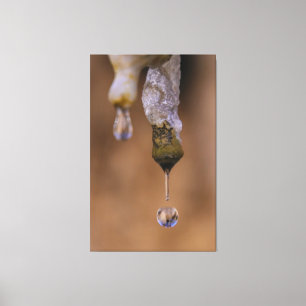drip drop canvas print