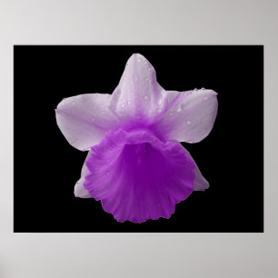 Dripping Daffodil Purple Print
