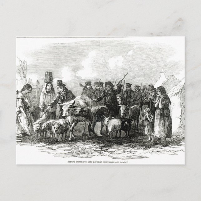 Driving Cattle for Rent Postcard (Front)