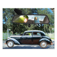 Driving Miss Daisy Pacific Parrotlets Photograph