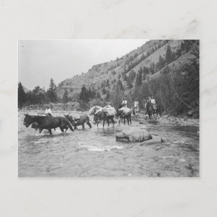 Driving pack mules across a river postcard