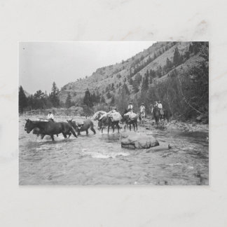 Driving pack mules across a river postcard