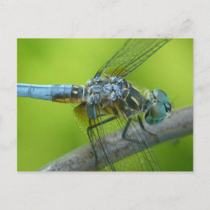 Drogonfly postcard. postcard