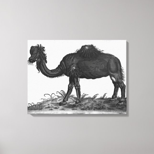 Dromedary, from 'Historial Animalium' Canvas Print (Front)