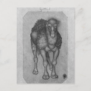 Dromedary, from the The Vallardi Album Postcard