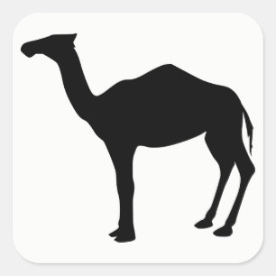 Dromedary Silhouette Square Sticker
