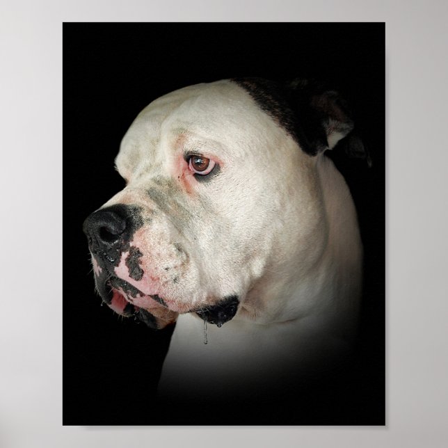 drooling American Bulldog Poster (Front)