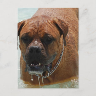 Drooling Bordeaux Mastiff Postcard