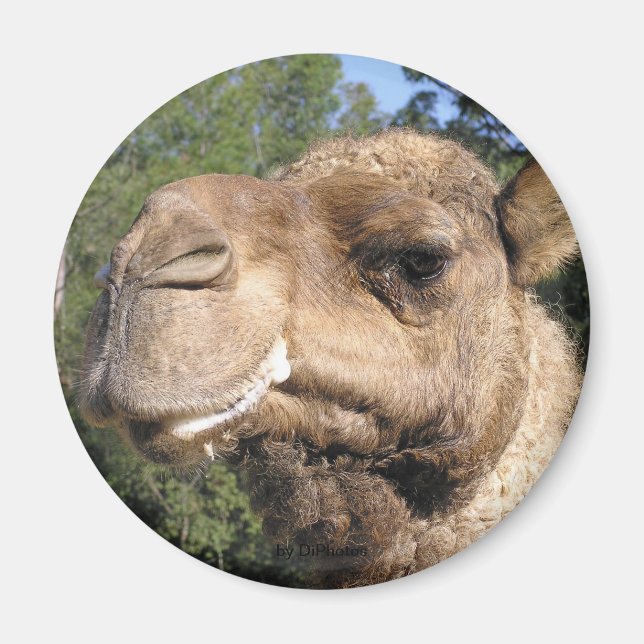 Drooling Camel Magnet (Front)