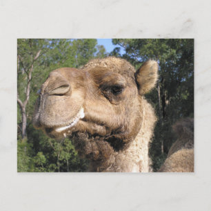 Drooling Camel Postcard