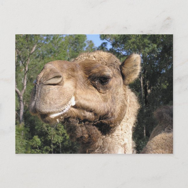 Drooling Camel Postcard (Front)