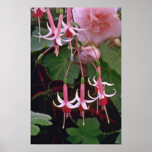 Drooping Flowers Poster (Front)