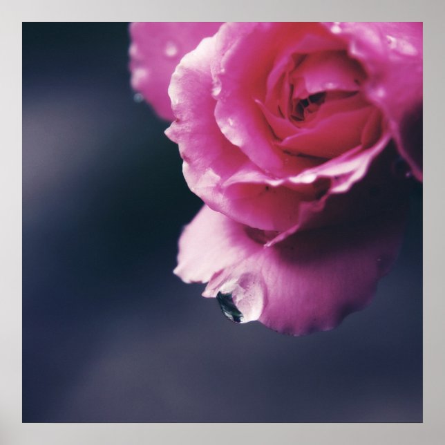 Drop on Pink Rose Macro Abstract Poster (Front)