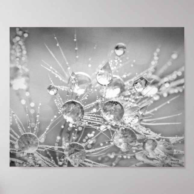 Droplets of Water on Dandelion Fluff Poster (Front)